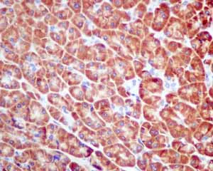 Immunohistochemistry (Formalin/PFA-fixed paraffin-embedded sections) - Anti-SRP54 antibody [EPR10851(B)] - BSA and Azide free (AB249104)