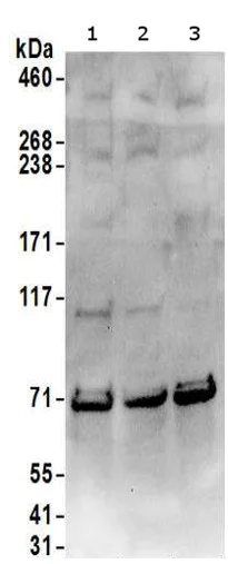 Western blot - Anti-SRP68 antibody (AB157120)