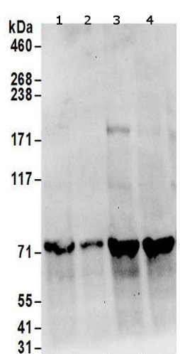 Western blot - Anti-SRP68 antibody (AB157120)