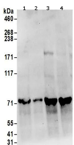 Western blot - Anti-SRP68 antibody (AB157120)