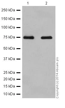 Western blot - Anti-SRP72 antibody [EPR17143] (AB200199)