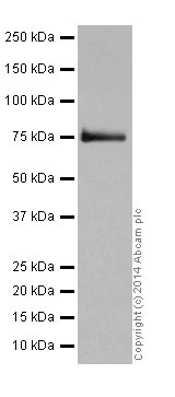 Western blot - Anti-SRP72 antibody [EPR17143] (AB200199)