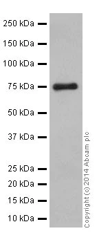 Western blot - Anti-SRP72 antibody [EPR17143] (AB200199)