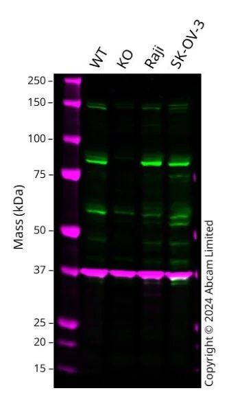 Western blot - Anti-SRPK1 antibody (AB189839)