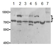 Western blot - Anti-SRPK1 antibody (AB189839)