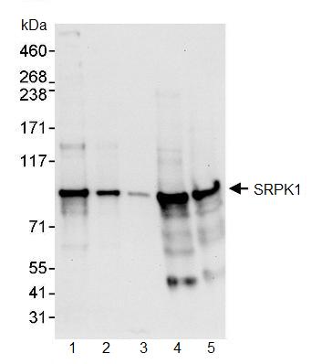 Western blot - Anti-SRPK1 antibody (AB90527)