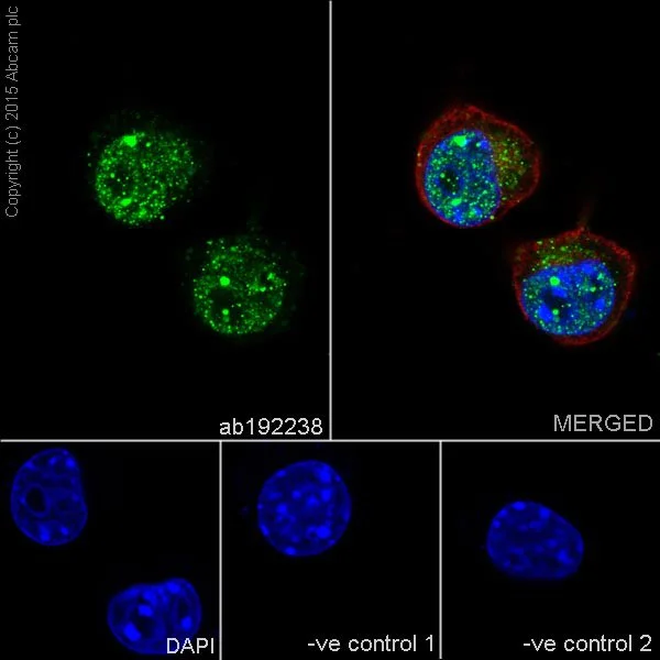 Immunocytochemistry/ Immunofluorescence - Anti-SRPK2 antibody [EPR16366] - BSA and Azide free (AB251113)