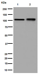 Western blot - Anti-SRPK2 antibody [EPR16366] - BSA and Azide free (AB251113)