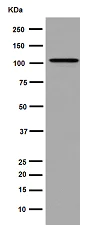 Western blot - Anti-SRPK2 antibody [EPR16366] - BSA and Azide free (AB251113)