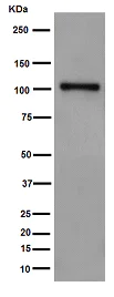 Western blot - Anti-SRPK2 antibody [EPR16366] - N-terminal (AB192238)