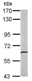 Western blot - Anti-SRPR alpha antibody (AB228625)