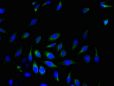 Immunocytochemistry/ Immunofluorescence - Anti-SRPRB antibody (AB236725)