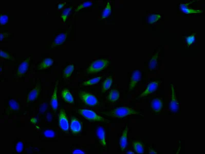 Immunocytochemistry/ Immunofluorescence - Anti-SRPRB antibody (AB236725)