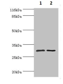 Western blot - Anti-SRPRB antibody (AB236725)
