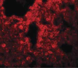 Immunocytochemistry/ Immunofluorescence - Anti-SRPX2 antibody (AB91584)