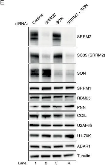 Western blot - Anti-SRRM1 antibody (AB221061)