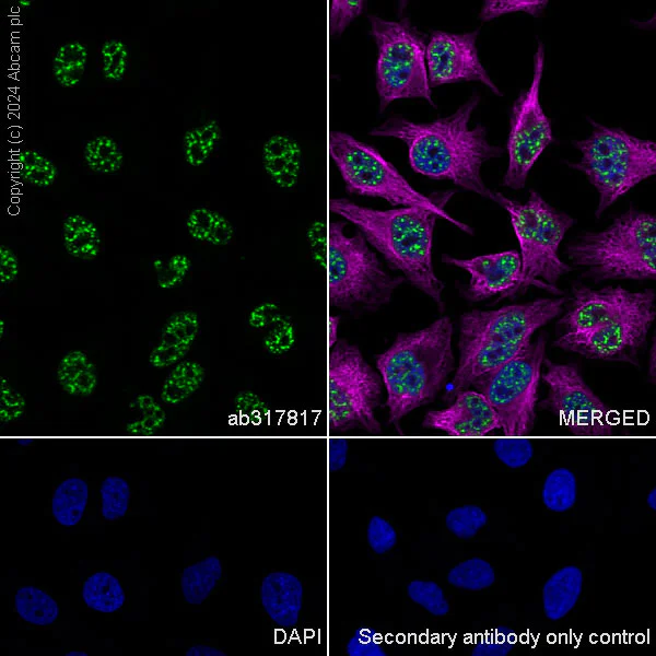 Immunocytochemistry/ Immunofluorescence - Anti-SRRM2 antibody [EPR28620-54] (AB317817)