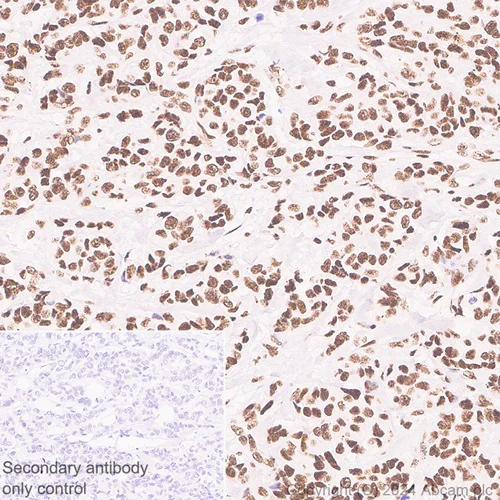 Immunohistochemistry (Formalin/PFA-fixed paraffin-embedded sections) - Anti-SRRM2 antibody [EPR28620-54] (AB317817)
