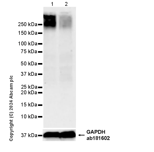 Western blot - Anti-SRRM2 antibody [EPR28620-54] (AB317817)
