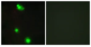 Immunocytochemistry/ Immunofluorescence - Anti-SRSF3 antibody (AB125124)