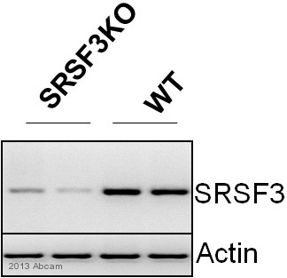 Western blot - Anti-SRSF3 antibody (AB125124), expandable thumbnail