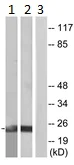 Western blot - Anti-SRSF3 antibody (AB125124)