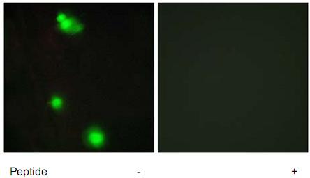 Immunocytochemistry/ Immunofluorescence - Anti-SRSF3 antibody (AB73891), expandable thumbnail