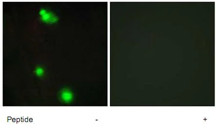 Immunocytochemistry/ Immunofluorescence - Anti-SRSF3 antibody (AB73891)