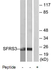 Western blot - Anti-SRSF3 antibody (AB73891)