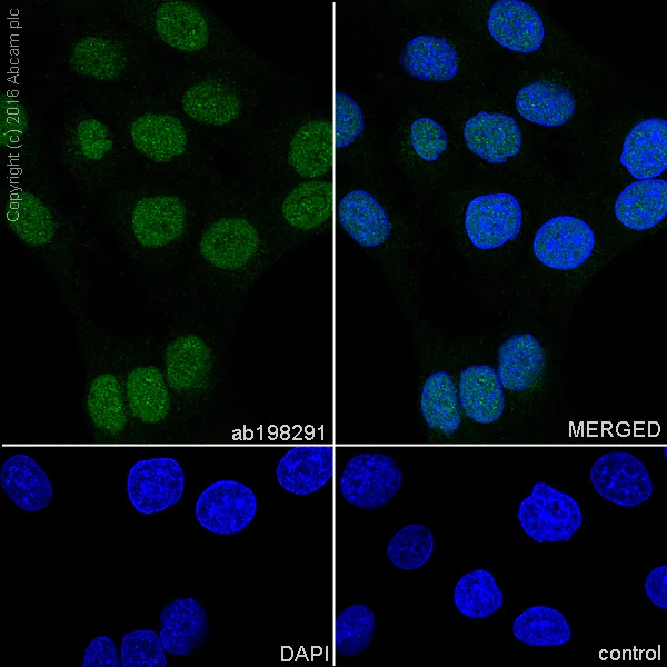 Immunocytochemistry/ Immunofluorescence - Anti-SRSF3 antibody [EPR16976] (AB198291)