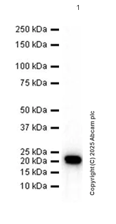 Western blot - Anti-SRSF3 antibody [EPR16976] (AB198291)