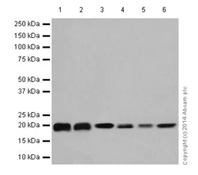 Western blot - Anti-SRSF3 antibody [EPR16976] (AB198291)