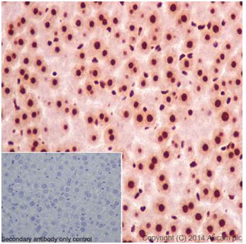 Immunohistochemistry (Formalin/PFA-fixed paraffin-embedded sections) - Anti-SRSF3 antibody [EPR16976] - BSA and Azide free (AB251252)
