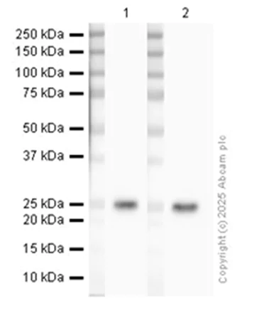 Western blot - Anti-SRSF3 antibody [EPR16976] - BSA and Azide free (AB251252)