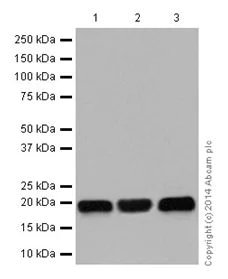 Western blot - Anti-SRSF3 antibody [EPR16976] - BSA and Azide free (AB251252)