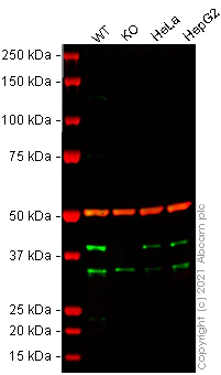 Western blot - Anti-SRSF5 antibody (AB67175)
