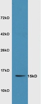 Western blot - Anti-SRXN1 antibody (AB203613)