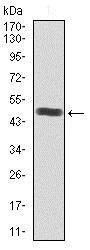 Western blot - Anti-SRY/TDF antibody [1G4] (AB135239), expandable thumbnail
