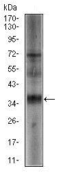 Western blot - Anti-SRY/TDF antibody [1G4] (AB135239), expandable thumbnail
