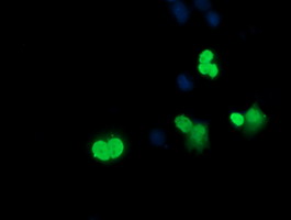 Immunocytochemistry/ Immunofluorescence - Anti-SRY/TDF antibody [OTI3C8] (AB140309)