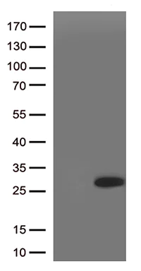 Western blot - Anti-SRY/TDF antibody [OTI3C8] (AB140309)