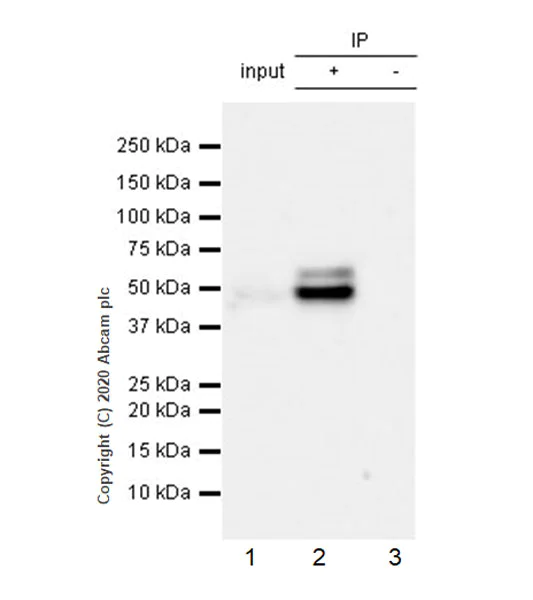 Immunoprecipitation - Anti-SS18 antibody [EPR23636-98] - BSA and Azide free (AB278050)