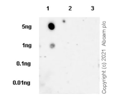 Dot Blot - Anti-SS18-SSX Fusion Protein antibody [EPR24159-81] - BSA and Azide free (AB281565)