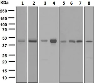 Western blot - Anti-SSB antibody [EPR6570] (AB124932)