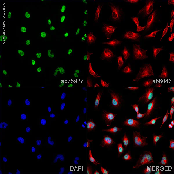 Immunocytochemistry/ Immunofluorescence - Anti-SSB antibody [mAbcam75927] (AB75927)