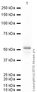 Western blot - Anti-SSB antibody [mAbcam75927] (AB75927)
