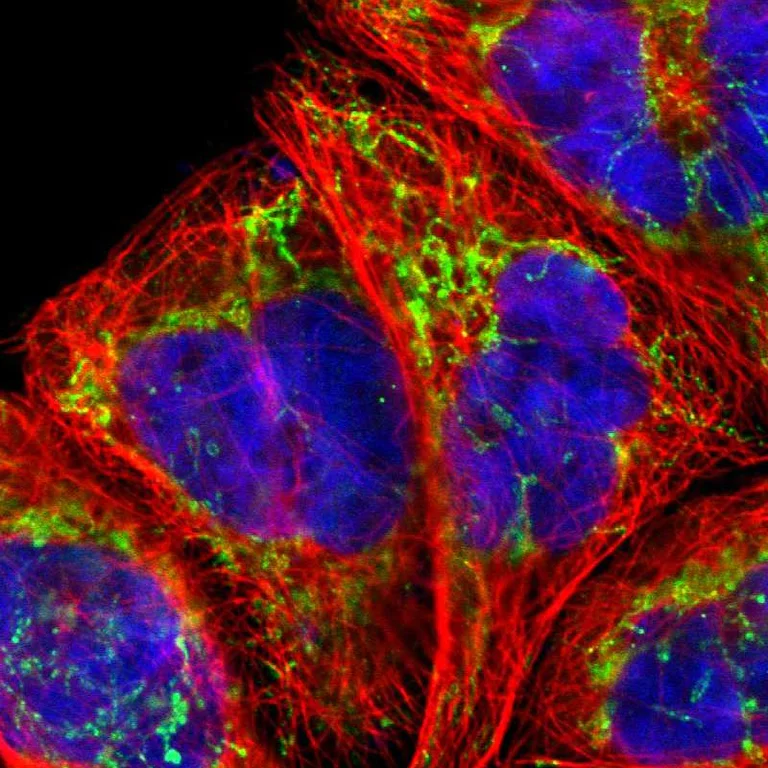 Immunocytochemistry/ Immunofluorescence - Anti-SSBP1 antibody (AB224053)
