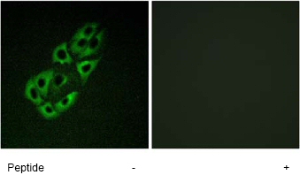 Immunocytochemistry/ Immunofluorescence - Anti-SSBP1 antibody (AB74710)