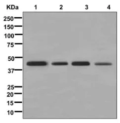 Western blot - Anti-SSBP2 antibody [EPR11520] - BSA and Azide free (AB250016)