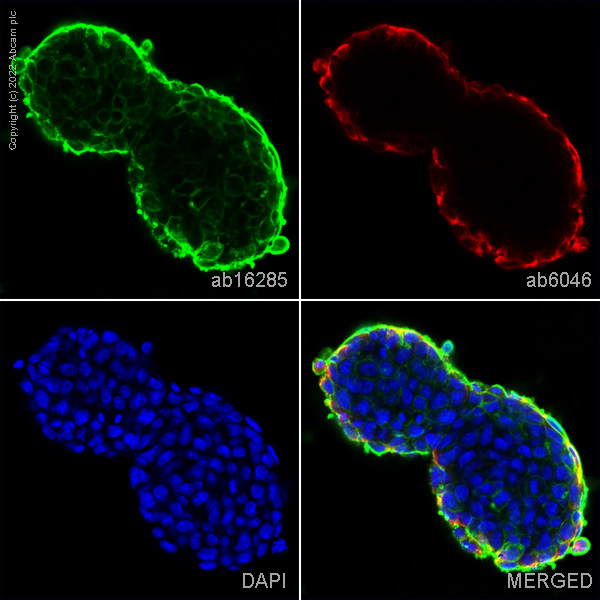 Immunocytochemistry - Anti-SSEA1 antibody [MC-480] (AB16285), expandable thumbnail